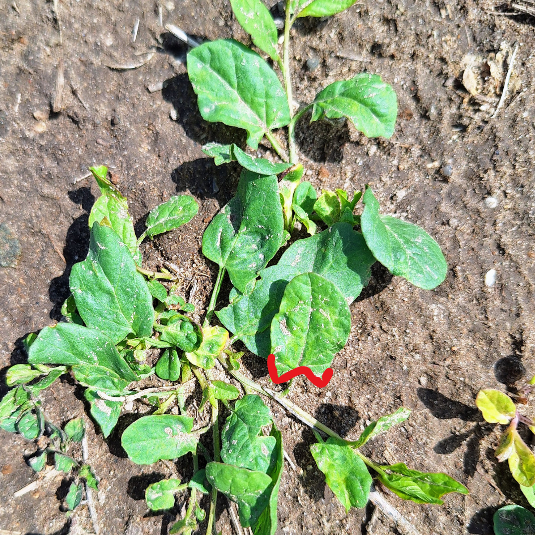 Close-up of field bindweed growing out of a sandy ground.